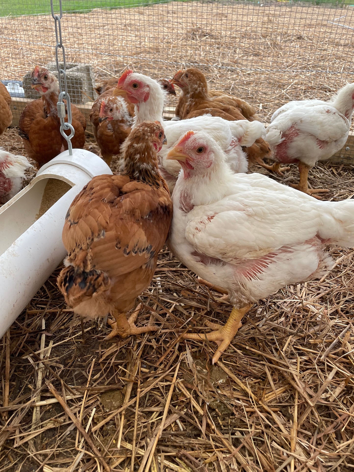 Chicken - Pasture Raised - Organically Fed