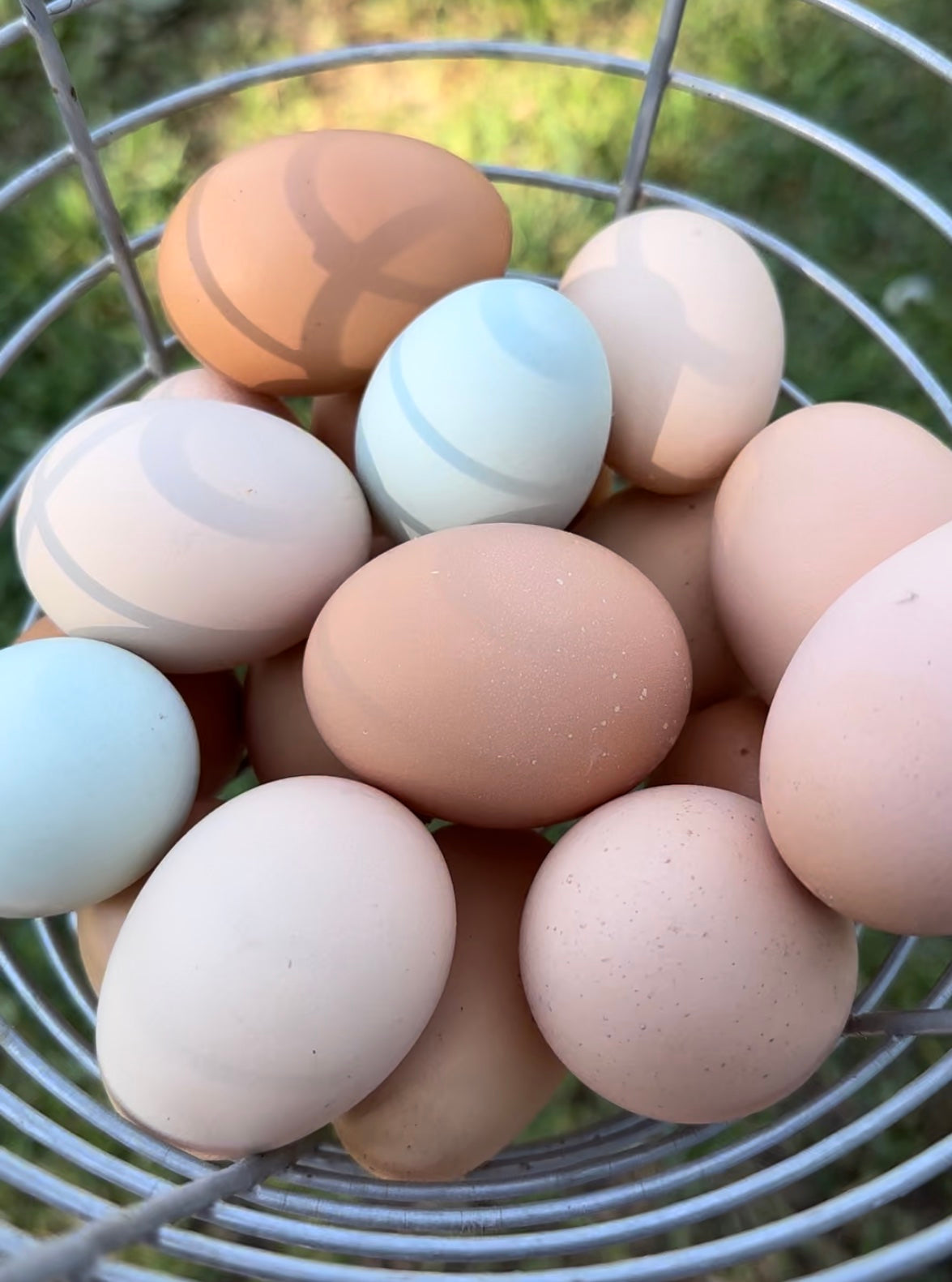 Chicken Eggs - Free Range - Organically Fed - 1 Dozen