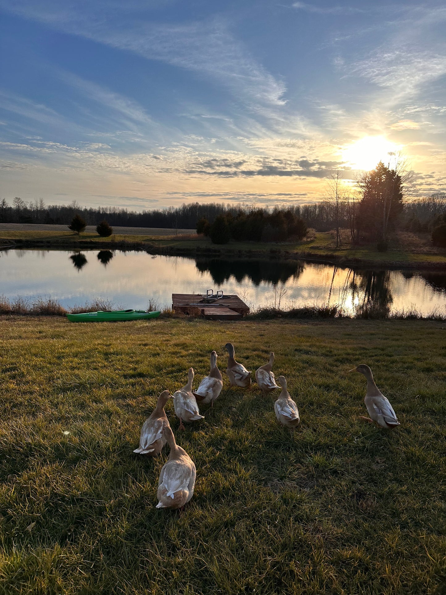 Duck Eggs - Free Range - Organically Fed - 1 Dozen