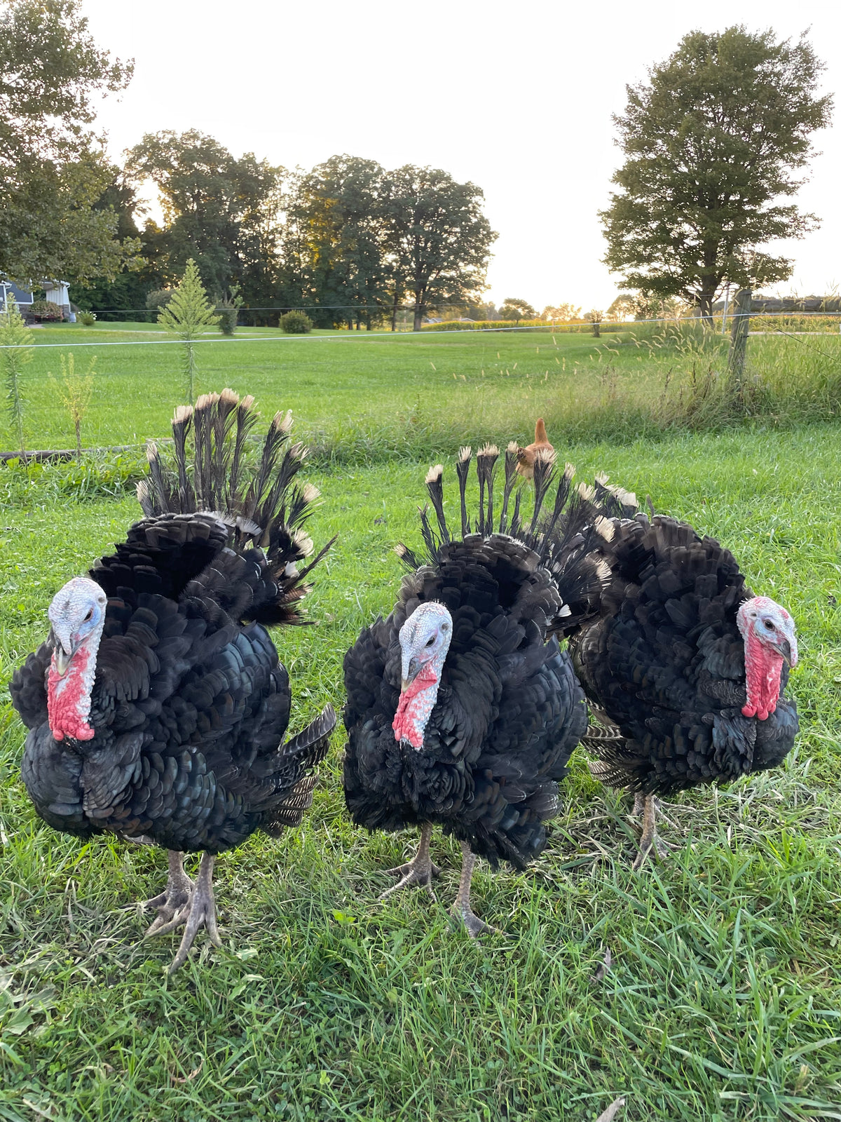 Turkey - Pasture Raised - Organically Fed